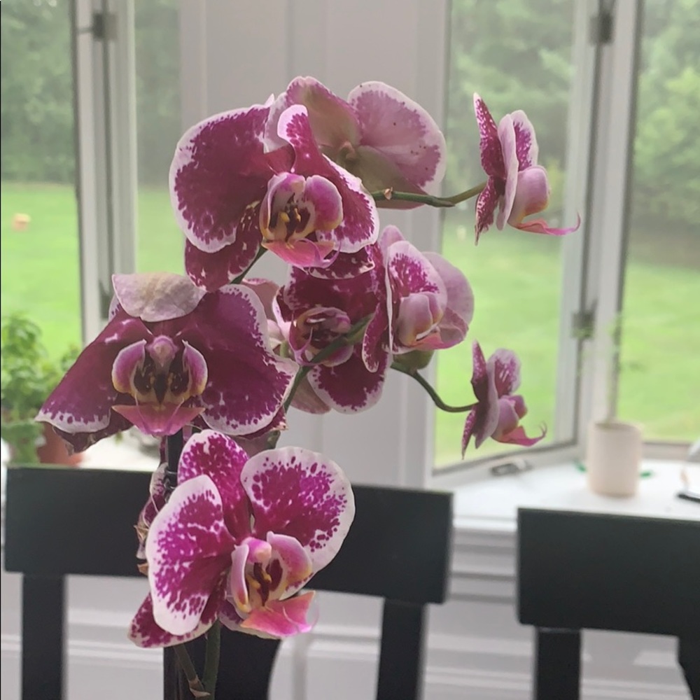 Meet your Posher, Sophia